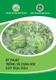 Tài liệu Kỹ thuật trồng và chăm sóc cây dưa hấu